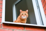 Jak zabezpieczyć okna i balkon, gdy w domu jest kot? Kratka czy siatka dla kota? Zadbaj o bezpieczeństwo futrzaka