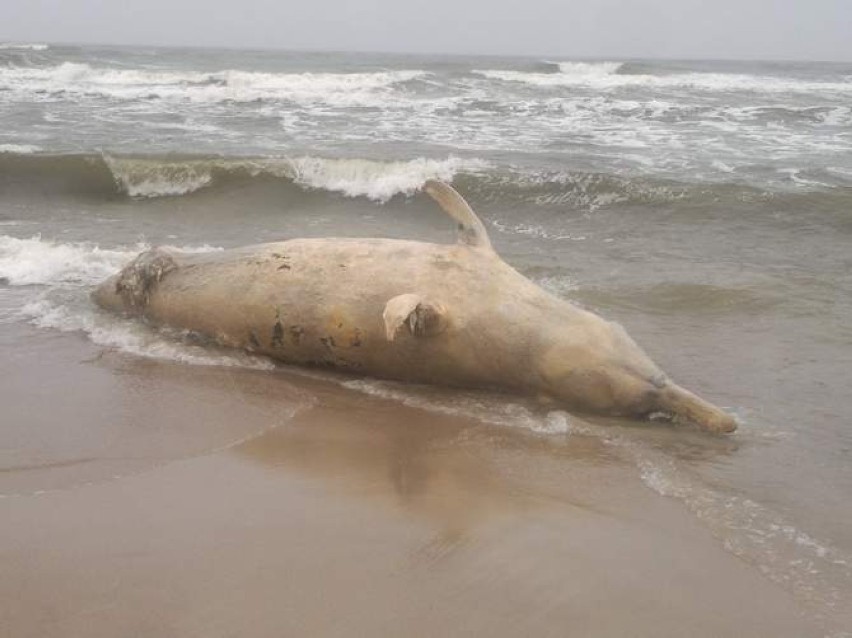 Na plaży znaleziono martwego wieloryba