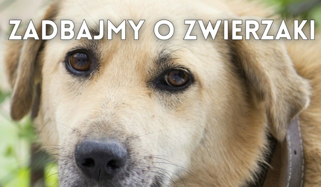 W Oświęcimiu ruszyła nowa kampania informacyjna "Razem zadbajmy o zwierzaki"