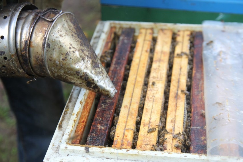 Pszczoły to życie. Chrońmy je – program pszczelarzy i starostwa powiatu złotowskiego