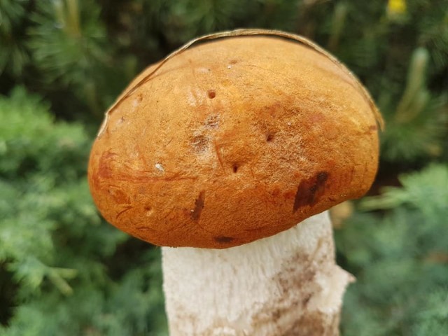 Są pierwsze grzyby w lasach... także w powiecie radomszczańskim