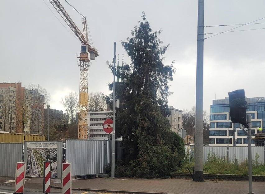 Gdynia. Co stało się z drzewem, które stało przed Urzędem...