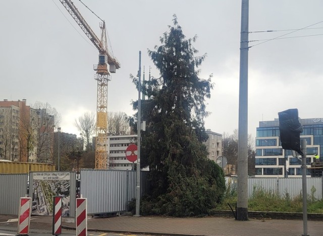 Gdynia. Co stało się z drzewem, które stało przed Urzędem Miasta?