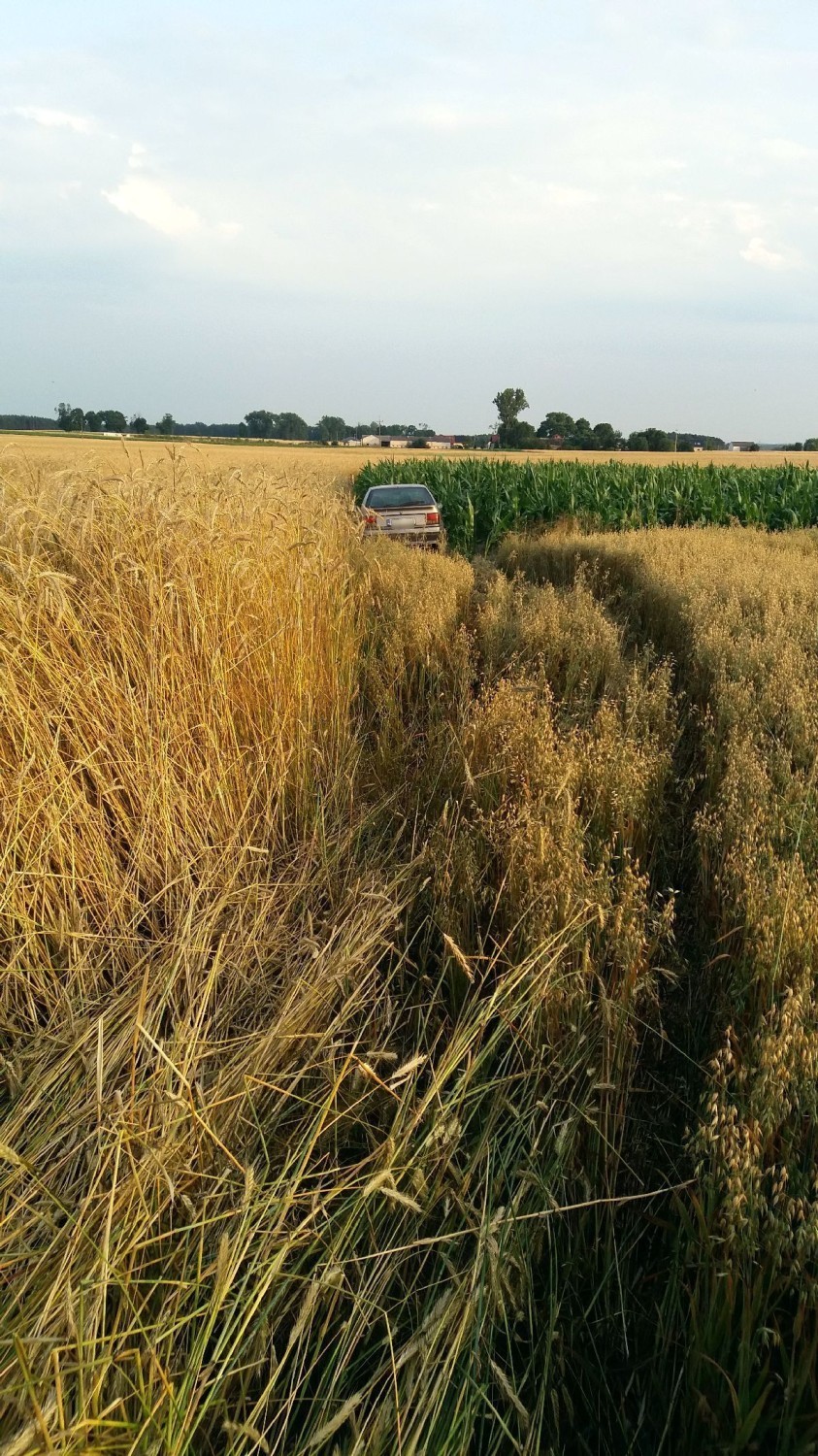 Pijany kierowca uciekał przez pole FOTO