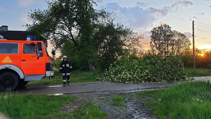 Silny wiatr w powiecie ostrowskim. W weekend strażacy byli wzywani do usuwania powalonych drzew. Zdjęcia