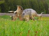 Zobacz Park Jurajski w Krasnobrodzie (fotogaleria)