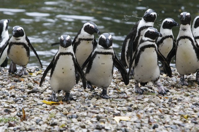 Dzień pingwina w ZOO w Łodzi