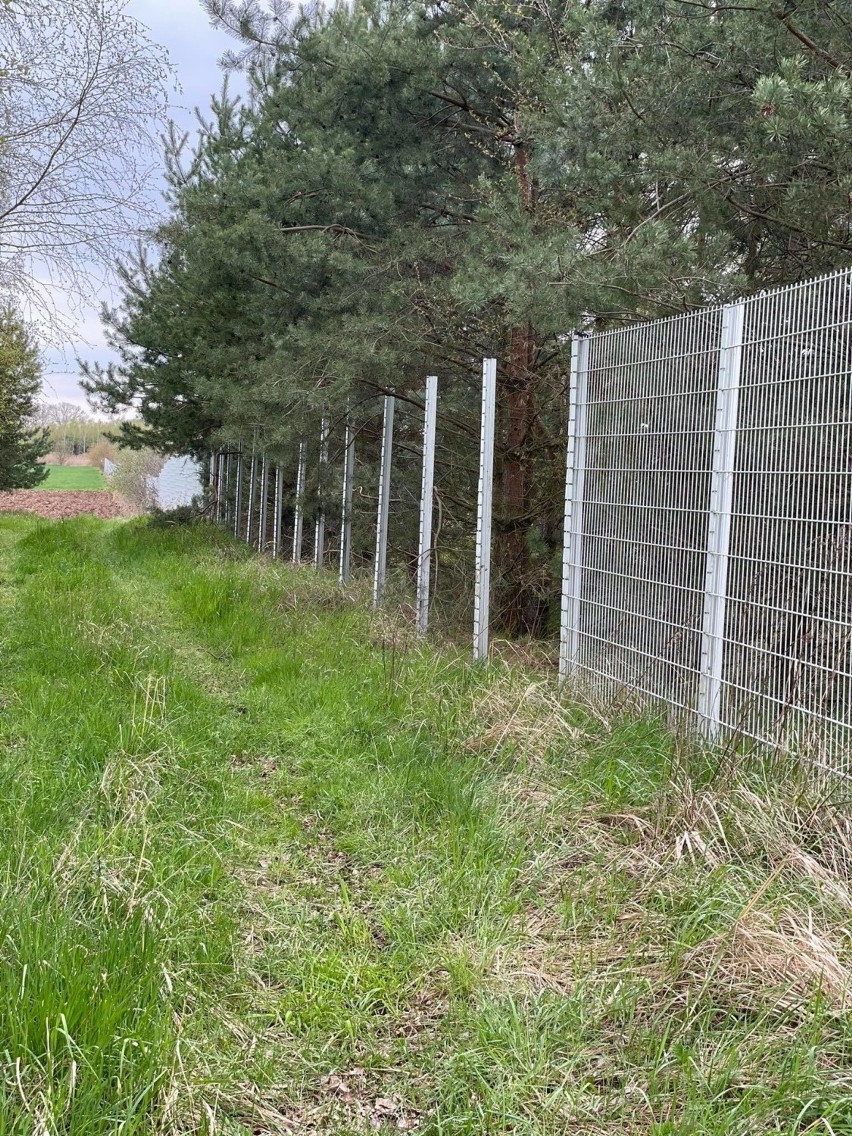 Na działkach po byłym przejściu granicznym w Gubinku grasują...