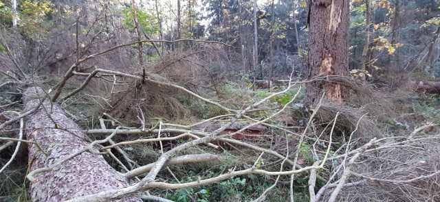 Powalone martwe drewno zalega w Puszczy Białowieskiej