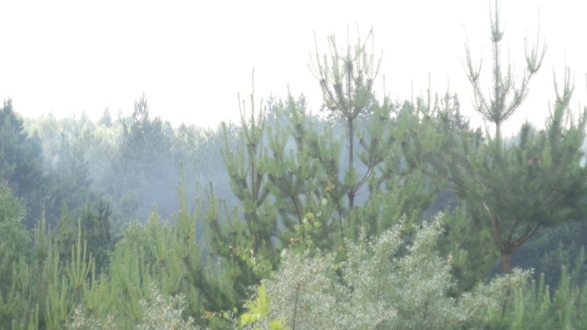 Dwa pożary w Olkusz: lasu i nieużytków [ZDJĘCIA]