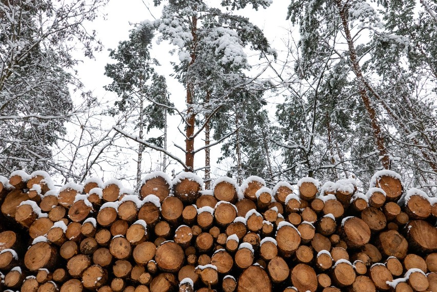 Budowa gazociągu w Warszawie i wielka wycinka drzew w lasach