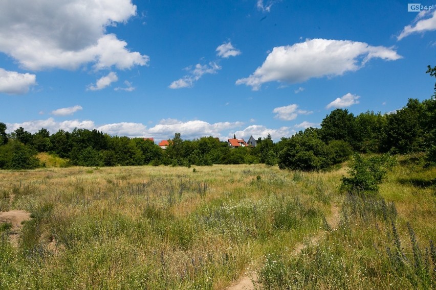 "Spontaniczne i naturalne łąki" w Szczecinie? Pojawił się taki pomysł