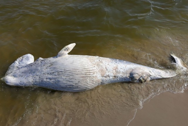 Mierzeja Wiślana. Morze wyrzuciło na plażę Mierzei Wiślanej martwego wieloryba. Zwierzę ma 5-6 metrów długości.