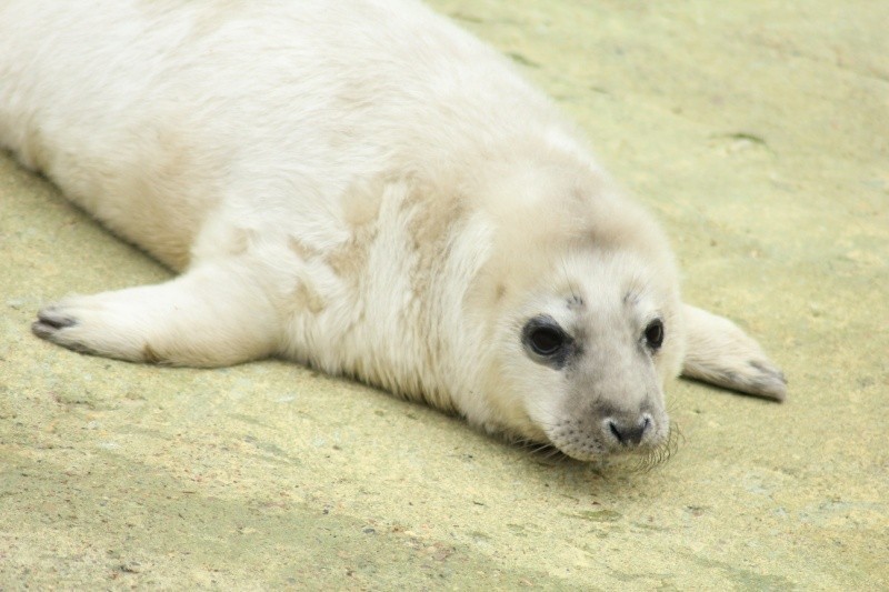 2 marca w płockim zoo urodziła się foka szara