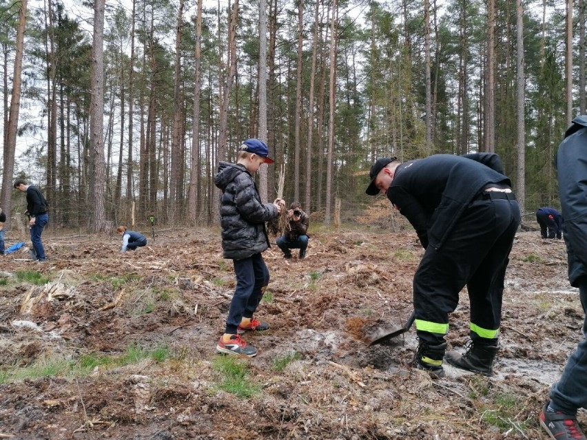 Gmina Wejherowo. Leśnicy wspólnie z uczniami i samorządowcami posadzili 1500 sadzonek dębu w leśnictwie Orle | ZDJĘCIA