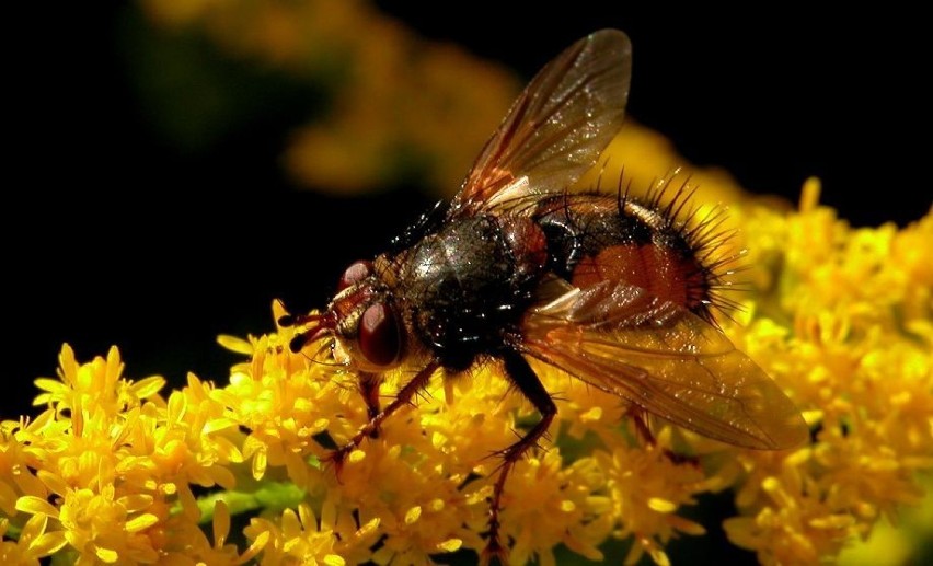 Jeżmucha ( Echinomyia fera )