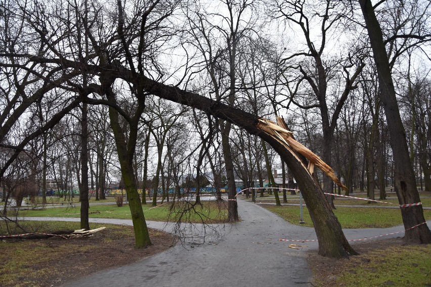 Silne podmuchy wiatry złamały drzewo na plantach kolejowych...