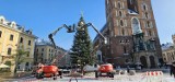 To już się dzieje. Do akcji ubierania choinki na Rynku Głównym wkroczył ciężki sprzęt i kilkuosobowy zespół. Gwiazda i światełka już są!