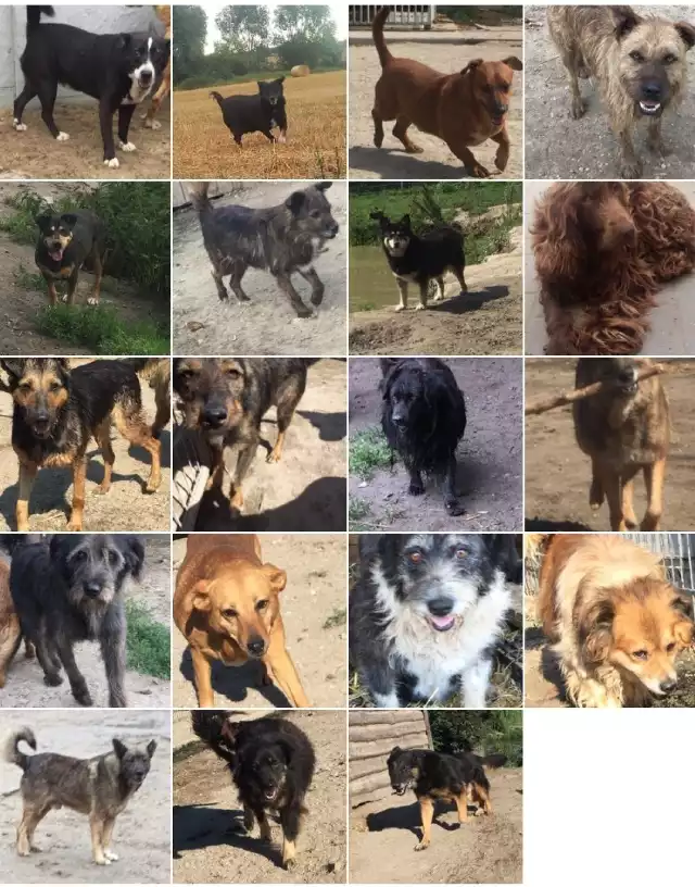 Urząd Miasta w Golubiu-Dobrzyniu opublikował zdjęcia psów, które trafiły z miasta do schroniska w Ostrowitem. Można je adoptować