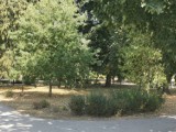 Urząd Miasta w Zambrowie ogłosił przetarg na modernizację alejek w parku. Prace potrwają do połowy września