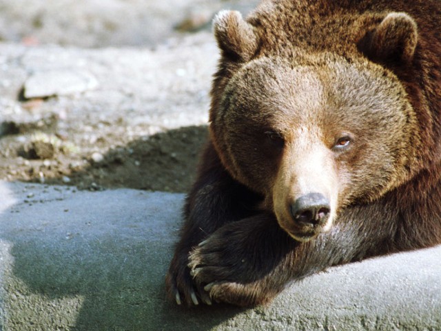 Niedźwiedzie w Lubinie i to w centrum miasta!