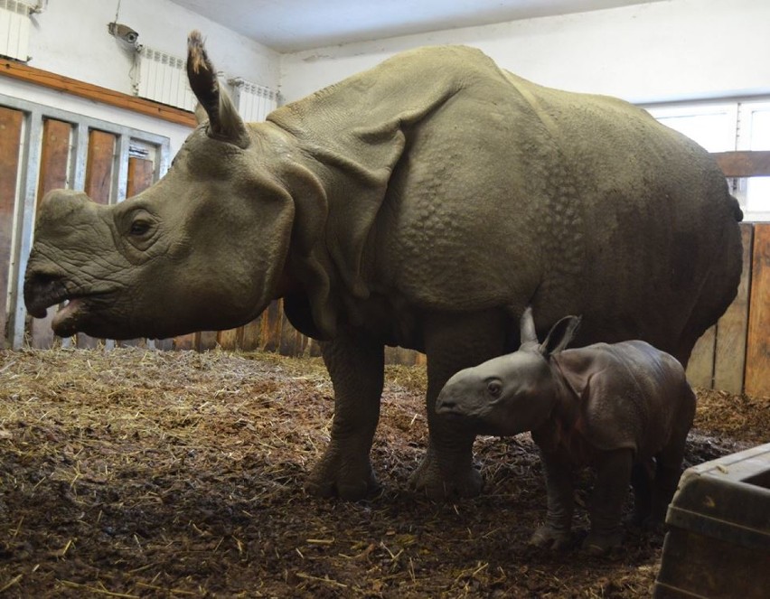 To nowy mieszkaniec Warszawy. W ZOO urodził się nosorożec...