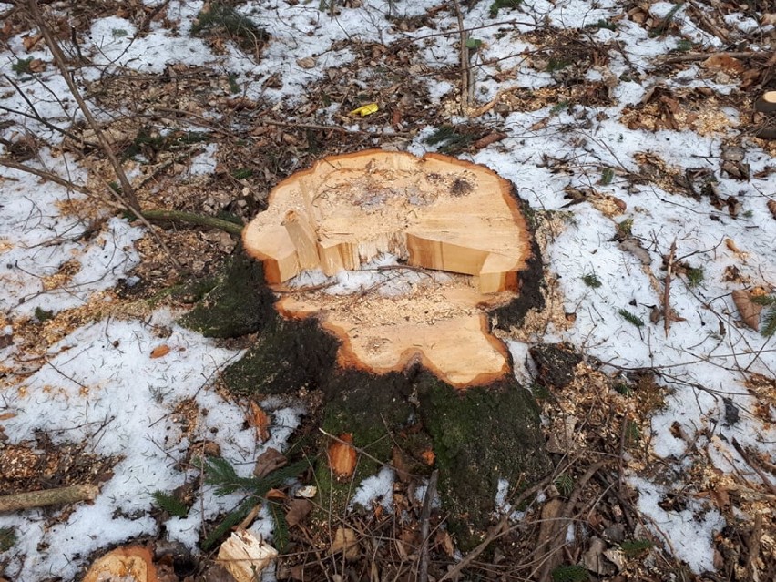 Wałbrzyszanie oburzeni wycinką drzew w parku na Rusinowej w...