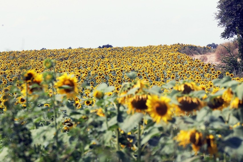 Przepiękne słonecznikowe pole w Raczkowej, tuż za Legnicą [ZDJĘCIA]