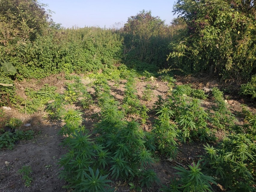 Mieszkaniec powiatu tczewskiego na swojej plantacji wyhodował 50 roślin marihuany