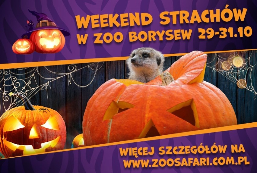 Halloween w Zoo Borysew. Darmowe wejście dla dzieci w wieku do 15 lat w przebraniu, wiele atrakcji FOTO