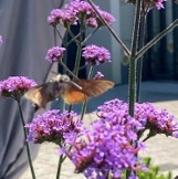 Niesamowity widok! Polski „koliberek" uchwycony na głogowskim osiedlu! Zobaczcie zdjęcia!