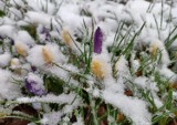 Początek kwietnia z mrozem i śniegiem! Jak zadbać o rośliny, żeby powrót zimy im nie zaszkodził? Oto, co trzeba zrobić w ogrodzie