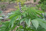 74-latek hodował w ogródku marihuanę, bo chroniła od kurzu