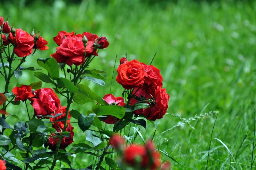 Festiwal Róż odbędzie się w Ogrodzie Botanicznym UW przy Al....