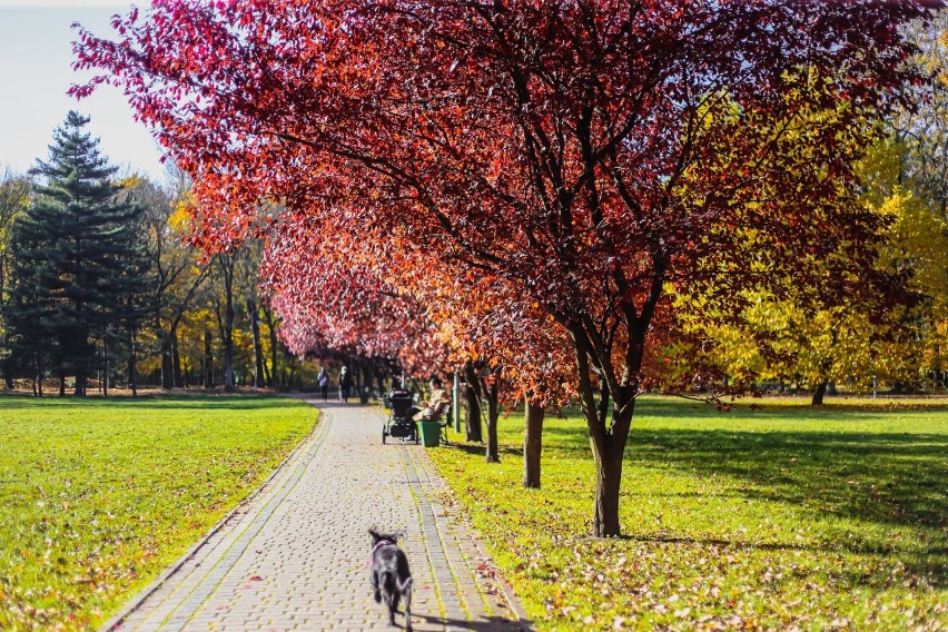 Park zachwyca przez cały rok, także jesienią, kiedy zaroi...