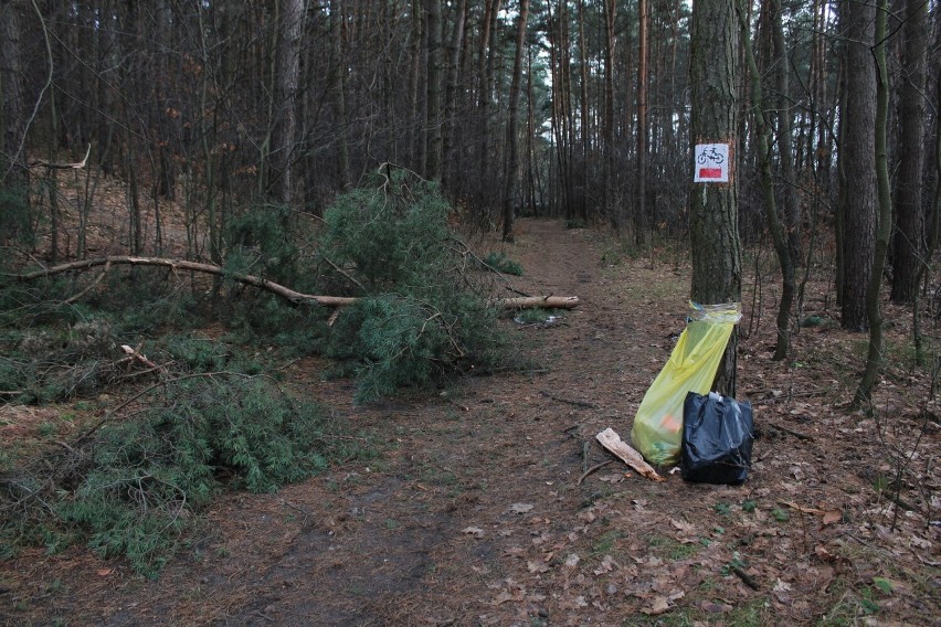 Unikatowe dzikie imprezownie w Olkuszu do "remontu"? W lesie przy os. Pakuska jest cała masa połamanych drzew. Zniszczyły je. Zobacz zdjęcia