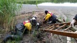 Strażacy z Konarzyn uratowali cielę z bagien
