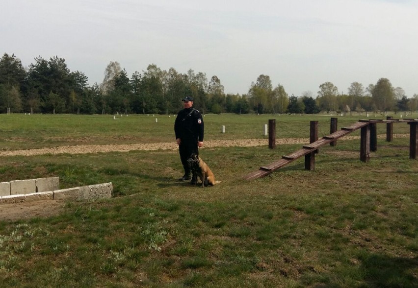 Szkolenie policyjnych psów na poligonie w Brodnicy [zdjęcia]