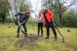 Kibice Cracovii sadzą drzewa na jubileusz klubu - 115 dębów wyrośnie w Krakowie [ZDJĘCIA]