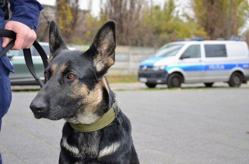 Gdańska policja - nowy pies policyjny w komendzie [ZDJĘCIA]