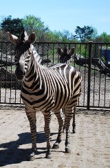 Przedstawiamy Wam naszą pasiastą przyjaciółkę - małą zebrę z wrocławskiego zoo