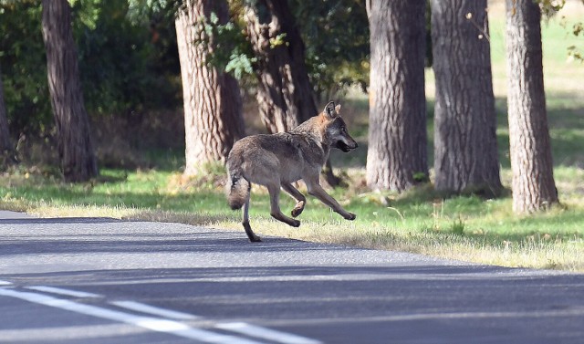 Spotkanie człowieka z wilkiem jest bardzo rzadkie, dlatego trzeba docenić to niezwykłe wydarzenie.