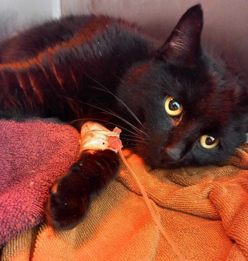 Kot Mruczek po wypadku doznał licznych złamań i obrażeń!