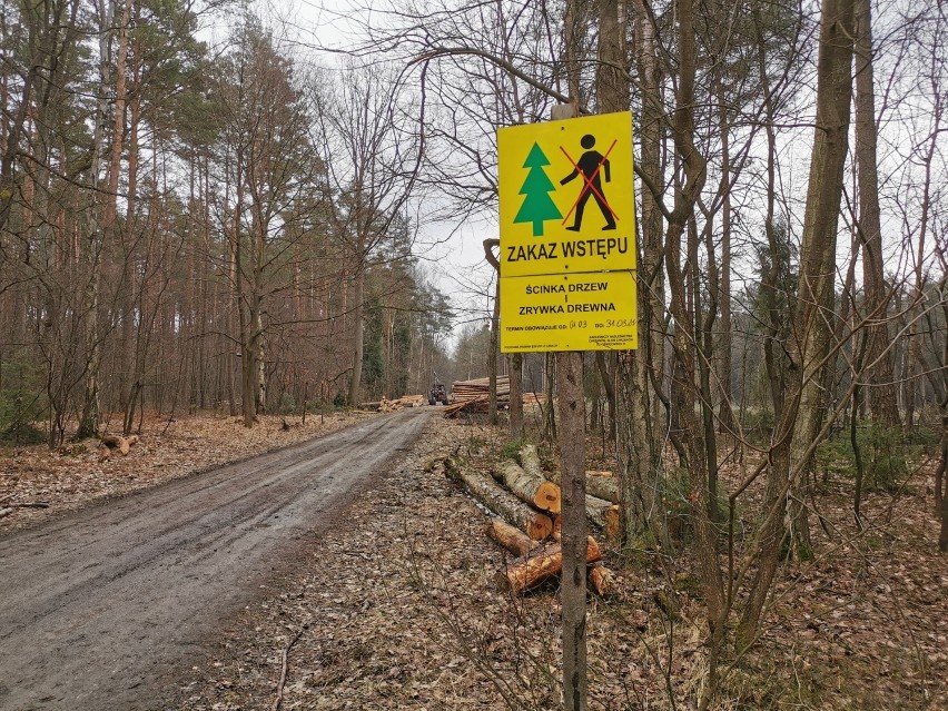 Puszcza Dulowska idzie pod topór. Ludzie protestują przeciwko masowej wycince drzew. Piły poszły w ruch także w innych lasach [ZDJĘCIA]