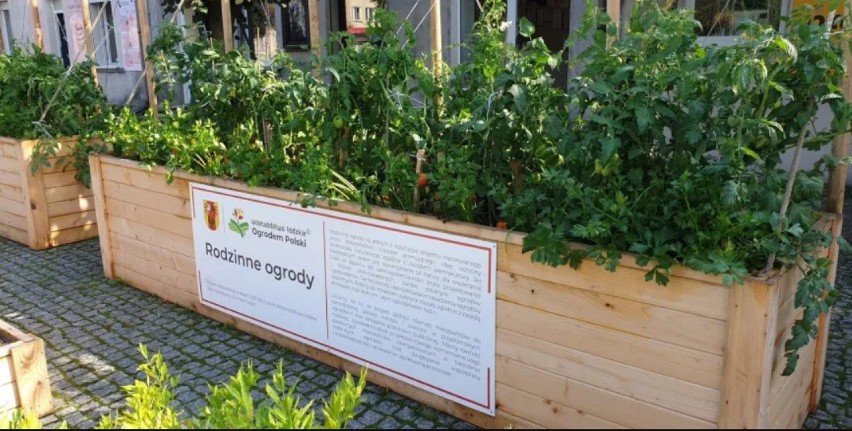 „Rodzinne ogrody” mają zachęcić mieszkańców do przydomowej uprawy warzyw 