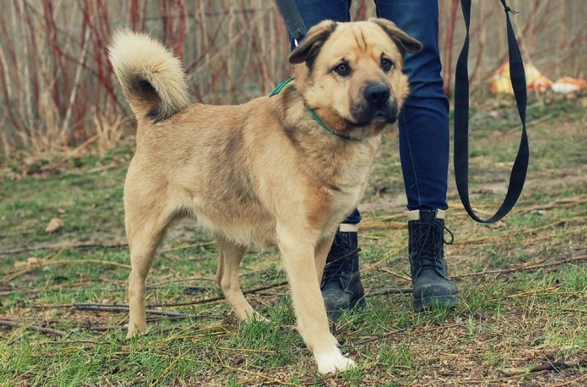 DUNAJ
płeć: samiec
rozmiar: M
rasa: W typie Shar Pei
wiek:...