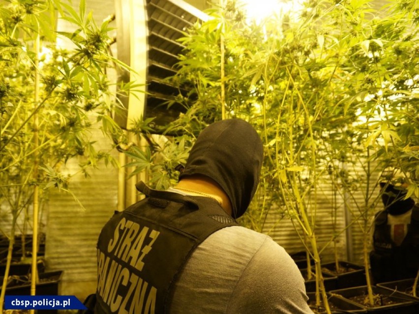 Policjanci i pogranicznicy zlikwidowali plantację marihuany