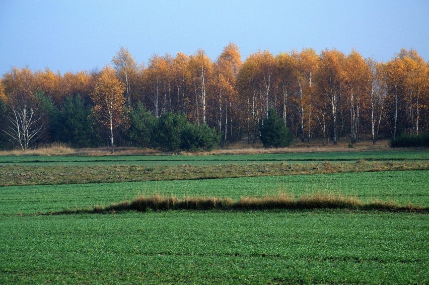 Gdzieś, między Miedźnem a Łobodnem.  fot. R.Grzeszczyk