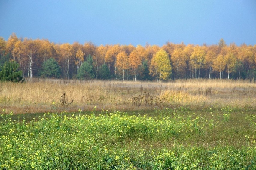 Gdzieś, między Miedźnem a Łobodnem.  fot. R.Grzeszczyk