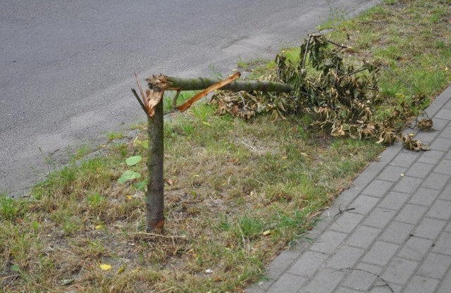 Ścinawa. Szukają wandali, którzy niszczą drzewka